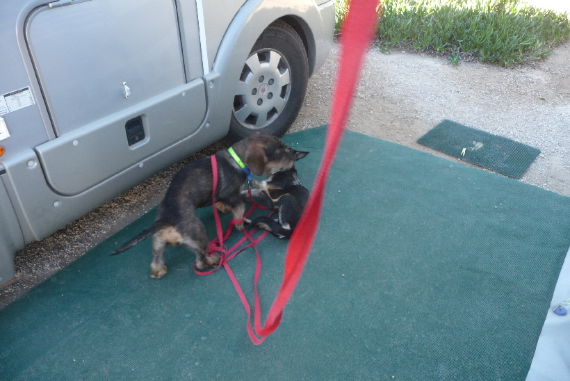 Das passiert inzwischen immer öfter, Paul und Bella spielen miteinander.