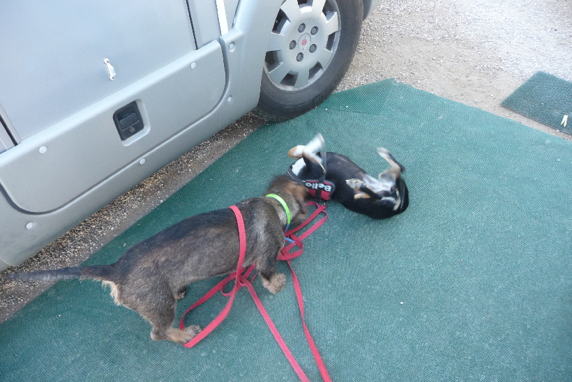 ...und auf der Parzelle, richtig toll spielen.