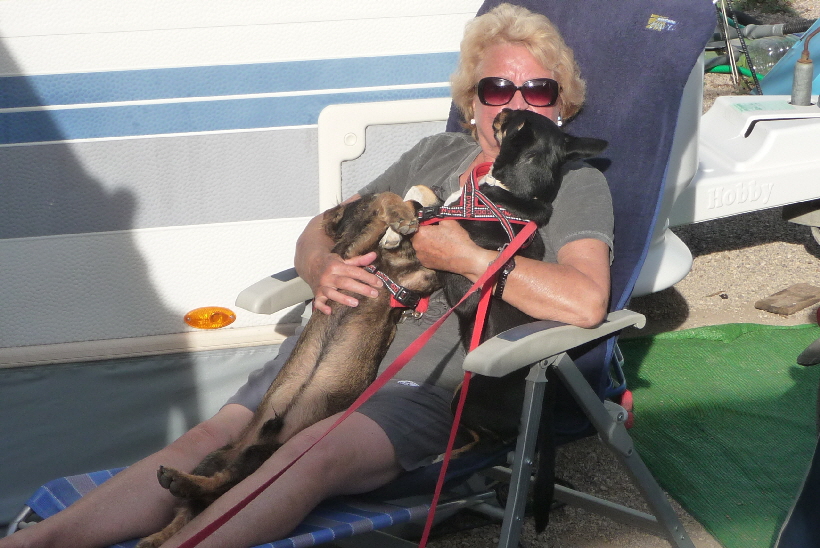 Bei Frauchen auf dem Schoß, das gefällt beiden Hunden.