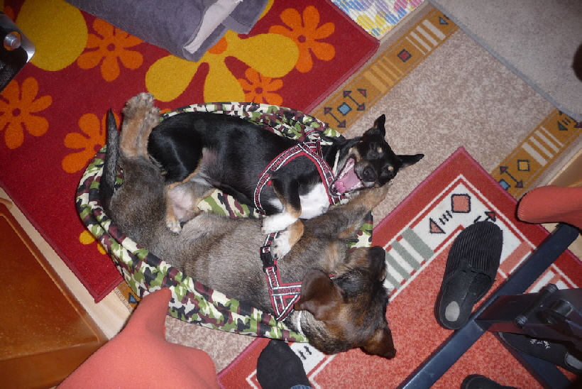 Das Körbchen gehört zwar Paul, aber nur wenn Bella es zulässt.