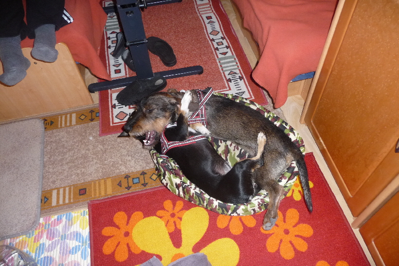 ...Nicht schlecht, dieser neuer Hund Paul.