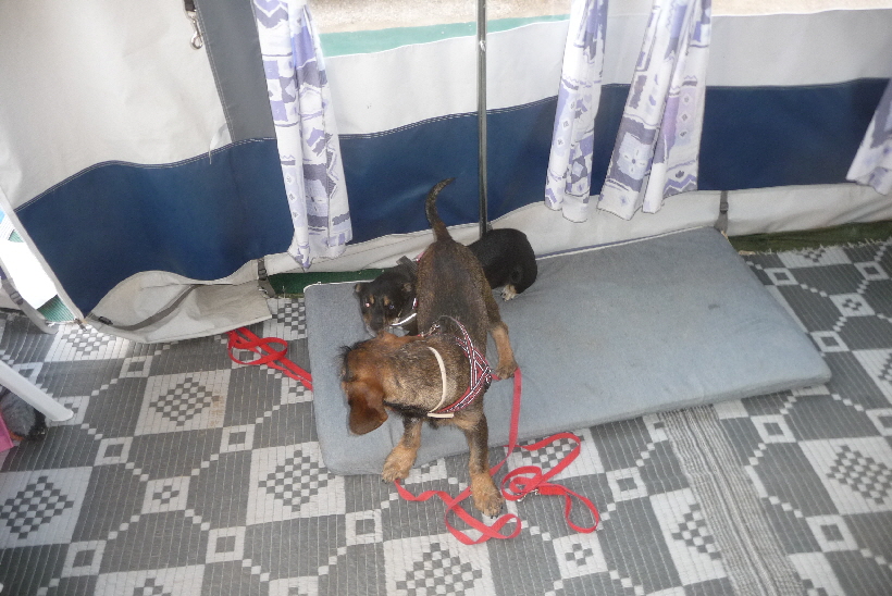 Die Unterlage gehört eigentlich Paul, aber nur wenn Bella das zulässt..