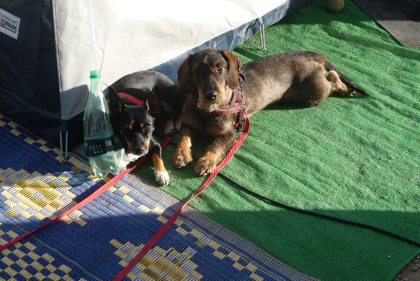 Bella und Paul mal einträchtig nebeneinander.