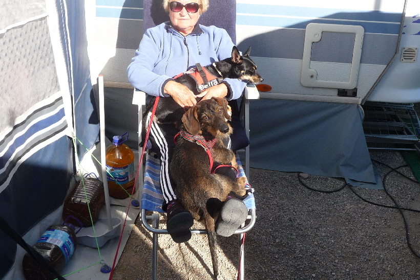 Wenn Bella auf Frauchens Arm ist, will Paul das auch..