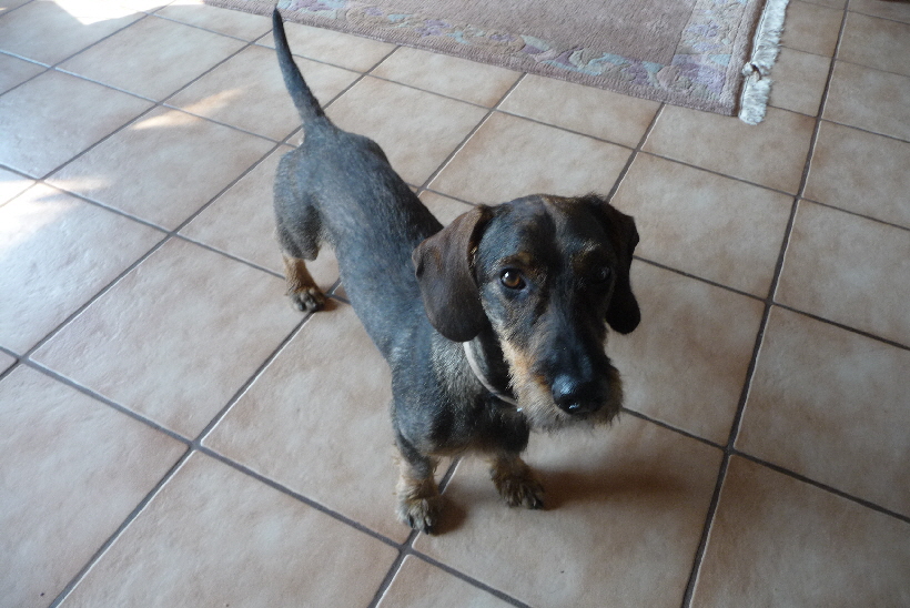 Paul Zuhause in unserem Wohnzimmer, Das Foto für das Plakat, von Pauls Vermittlung..