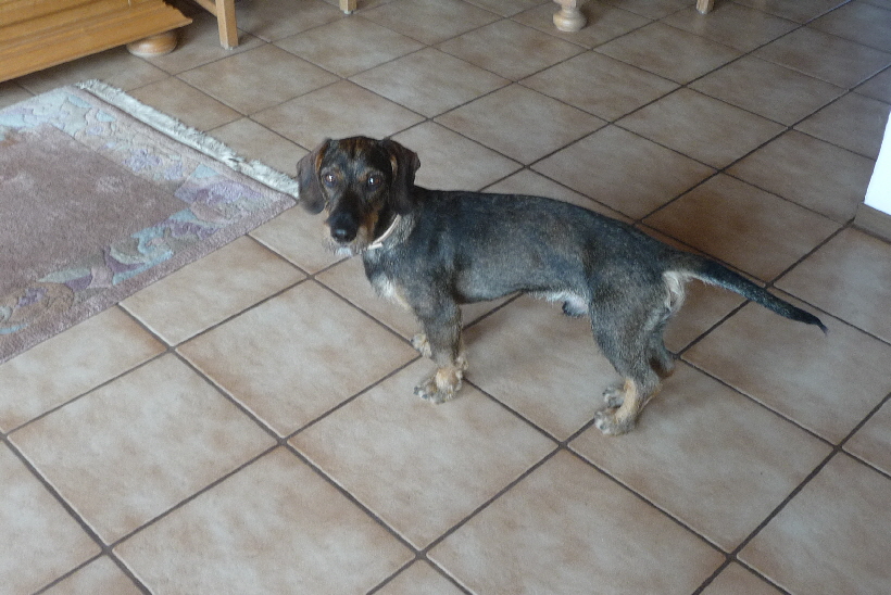 Paul in unserem Wohnzimmer, hier war er immer ein total pflegeleichter Hund.