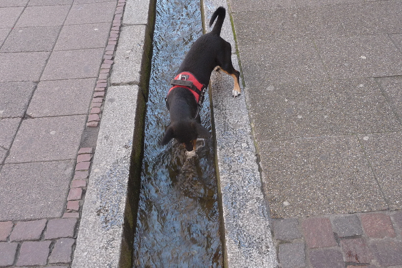 ...und es auch noch trinken, wenn man durstig ist.