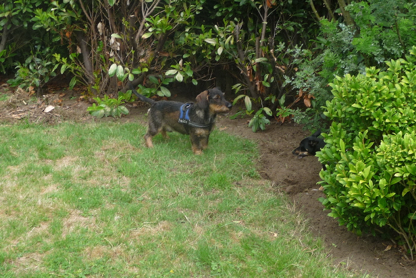 Paul hat in seinem neuen Garten Besuch von Bella und das hat ihm gefallen.