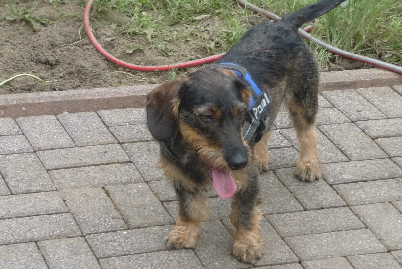 Paul fühlt sich in seiner neuen Umgebung sehr wohl.