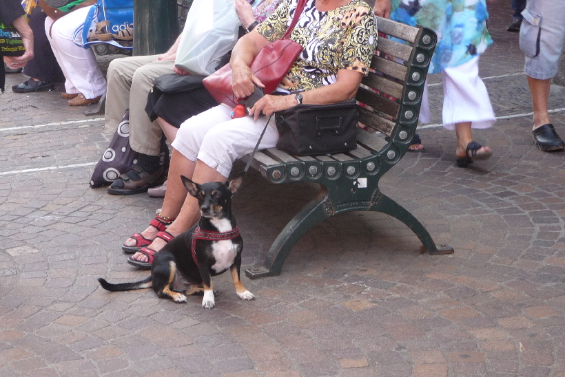 ...und Frauchen in der Stadt, ausruhen lassen.