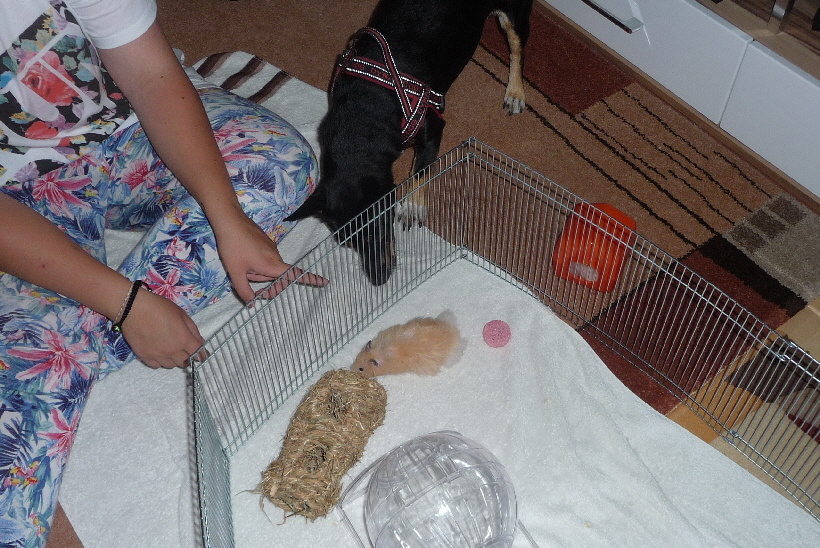 Im Sommer 2014 in Ratzeburg hat Frauchens Enkelin Sandra,...