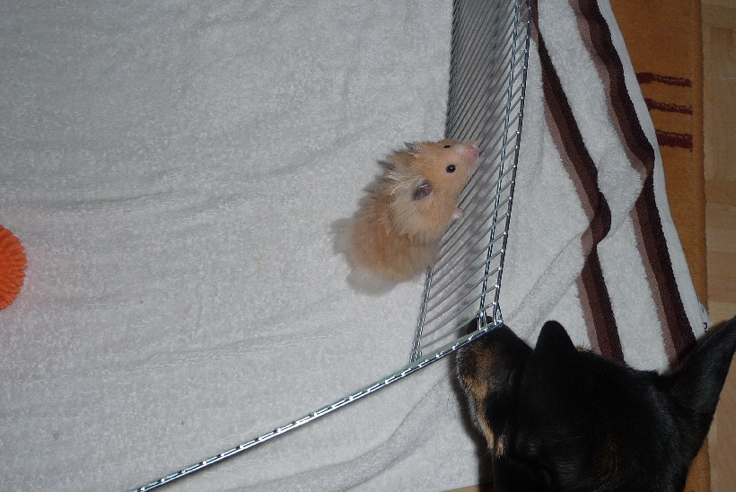 ...einen kleinen Goldhamster, den man toll beobachten kann.