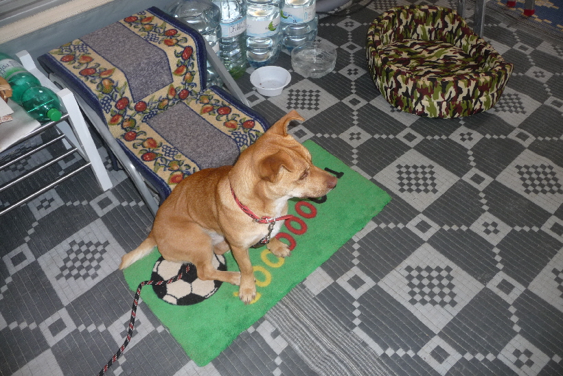 Dezember 2014: Dieser kleine Rüde ist erst seit einigen Stunden bei uns...