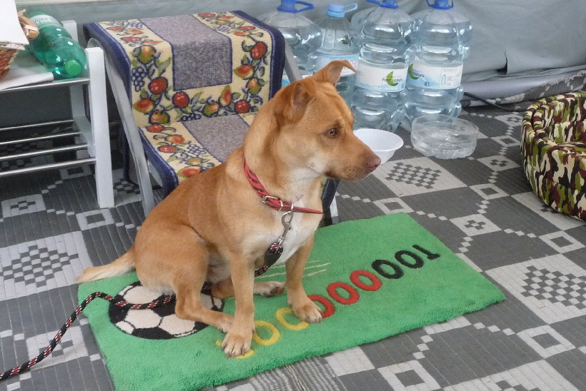 ...Bobby wurde er von den Leuten hier gennant...