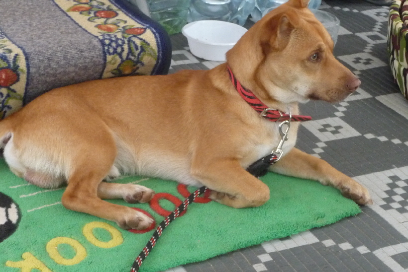 ...wie bisher, lässt er sich auch bei uns vor der Tür nieder...