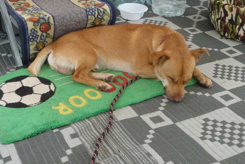 ...aber im Gegensatz zu bisher, ist es bei uns  trocken und windgeschützt.