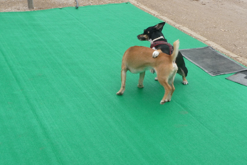 Bella hatte Bobby bisher nur gesehen, wenn sie in ihrem Fahrradanhänger saß.