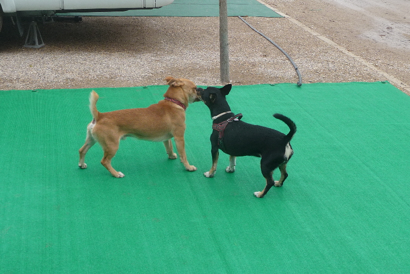 Bella weiß noch nicht so richtig, wie sie sich Bobby gegenüber verhalten soll...