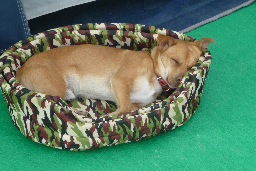 ...und ich habe sogar ein weiches Körbchen, worin ich liegen kann.