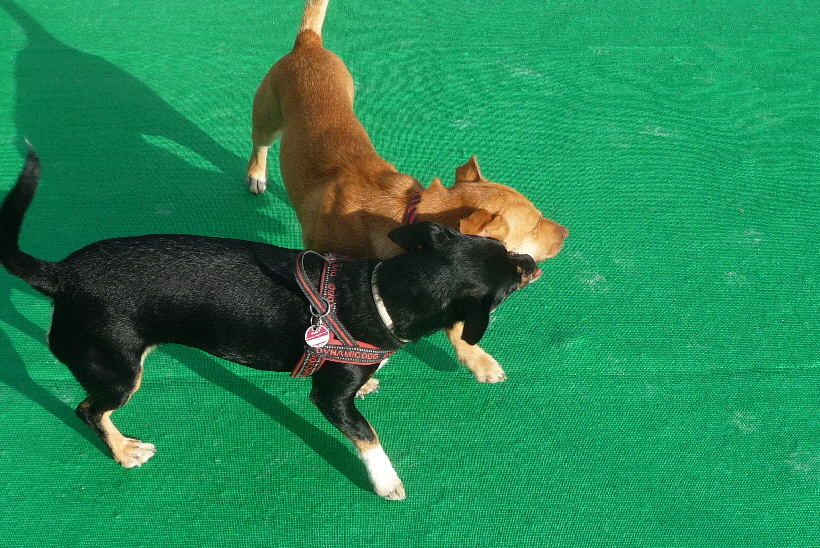 ...aber zum Spielen scheint er geeignet zu sein...