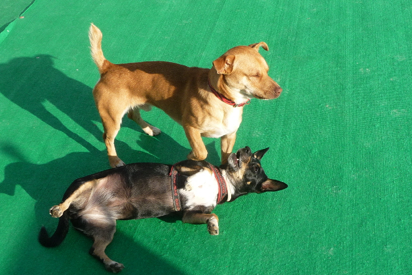 ...und ich muss nicht woanders hin, um einen Spielpartner zu finden.