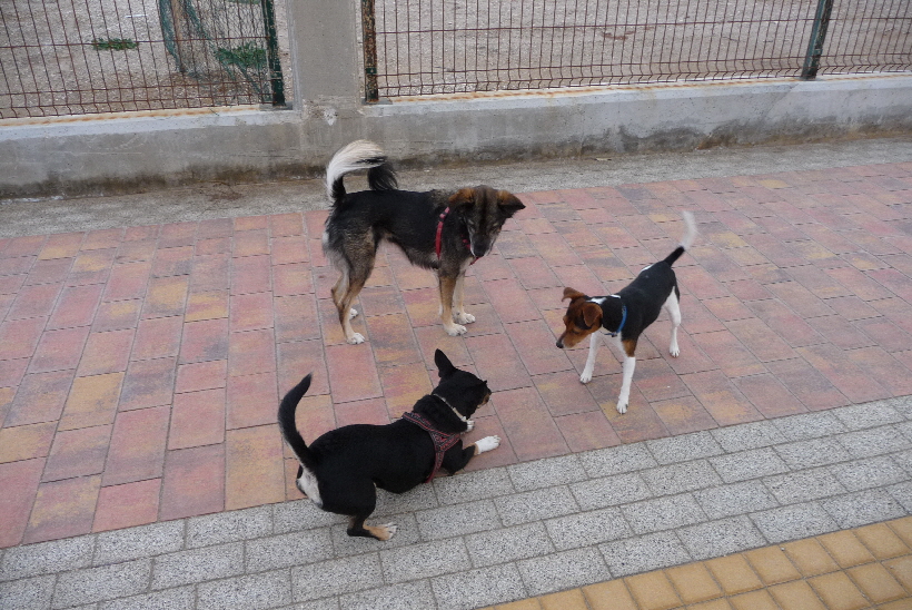 >Bella mit Aischa und Britta...