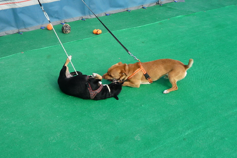 Mit dieser kleinen Bella lässt es sich gut spielen...