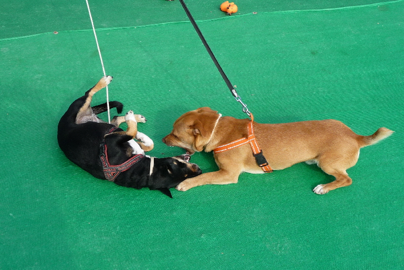 ...ich kann diese Bella auch prima provozieren...