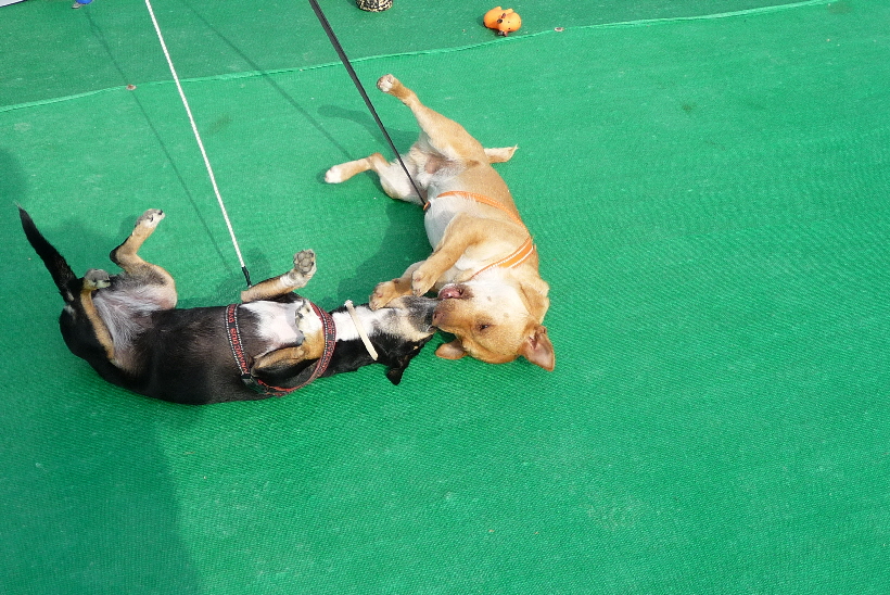 ... hoffentlich bleibt diese Bella so wie sie ist.