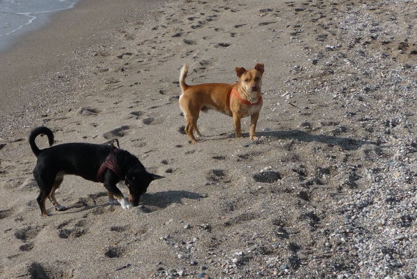 Am Strand war ich bisher schon ständig, aber nun habe ich sogar meine Familie dabei.