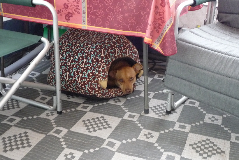 Bella ist gerade nicht da, jetzt kann ich ihre Hütte mal testen.