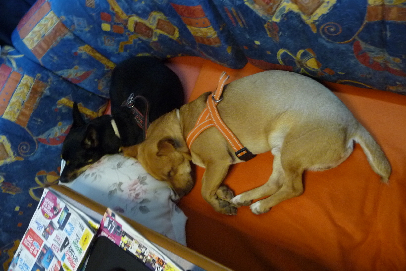 Nach einem Spaziergang sind wir Hunde immer sehr müde...