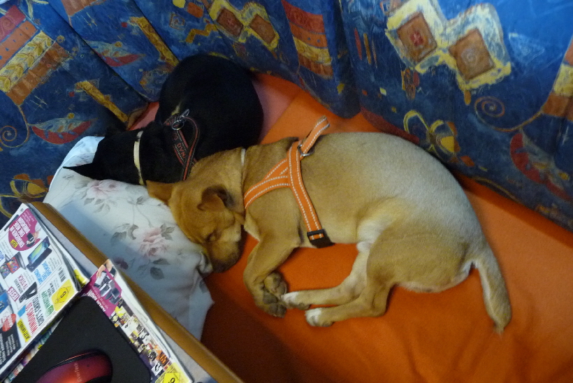 ...an einem warmen Plätzchen, kann ich auch mit Bella gut zusammen schlafen.