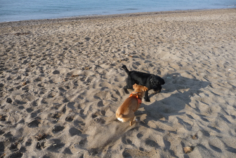 Ein fremder Hund kommt zum spielen...