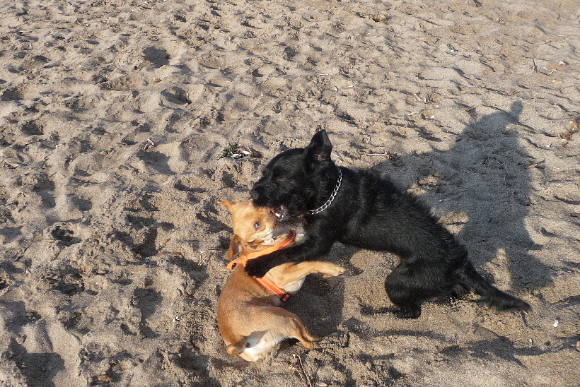 ...er ist zwar etwas stärker als ich, aber das macht mir nichts.