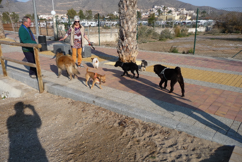 So viele Hunde, aber nicht jeder darf oder will spielen.