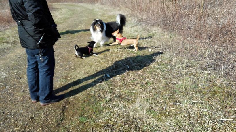 Frühjahr 2015: Bobby ist zum ersten Mal in Deutschland.