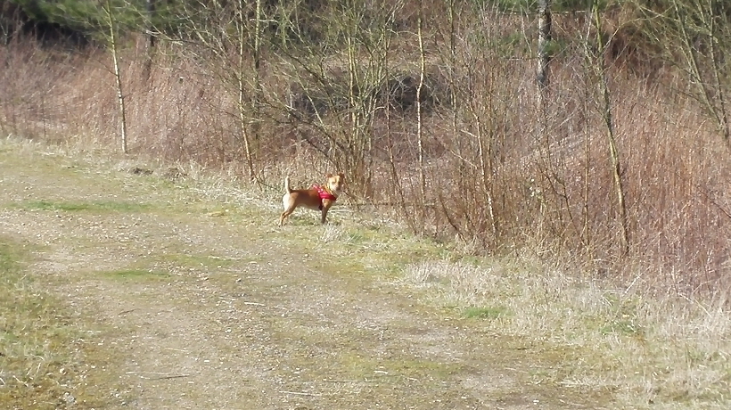 ...oder ich schnüffel  in den Sträuchern, das mach ich sehr gerne.