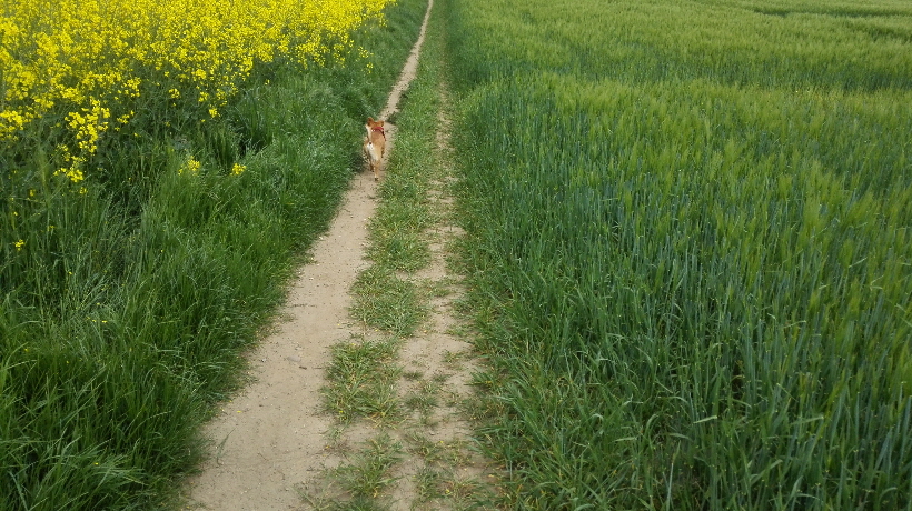 Vielleicht treffe ich hier noch andere Hunde, ich kenne inzwische schon einige.
