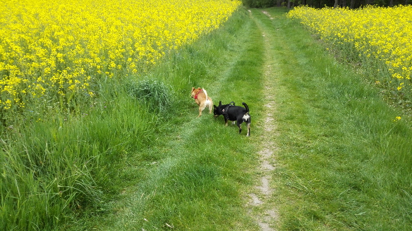 ...aber ich habe ja noch Bella,