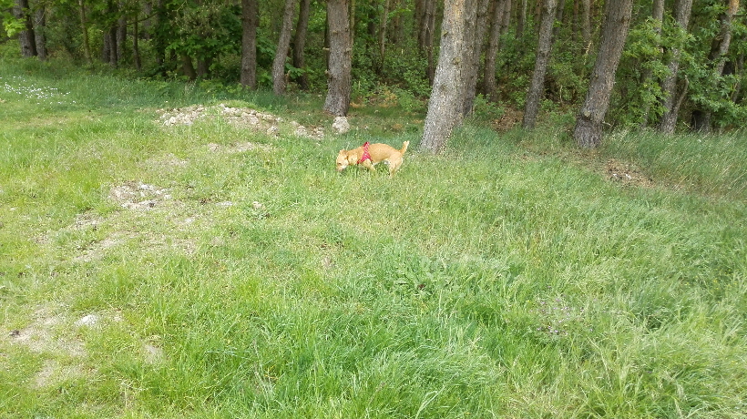 Hinter diesem Wäldchen gibt es Esel.