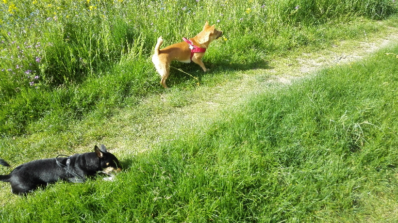 Viel leckeres Gras gibt es hier.