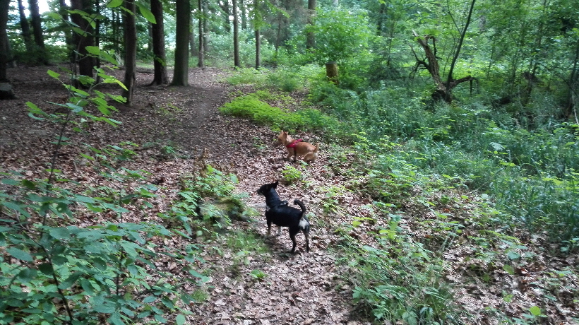 Jetzt geht es zu den Eseln.