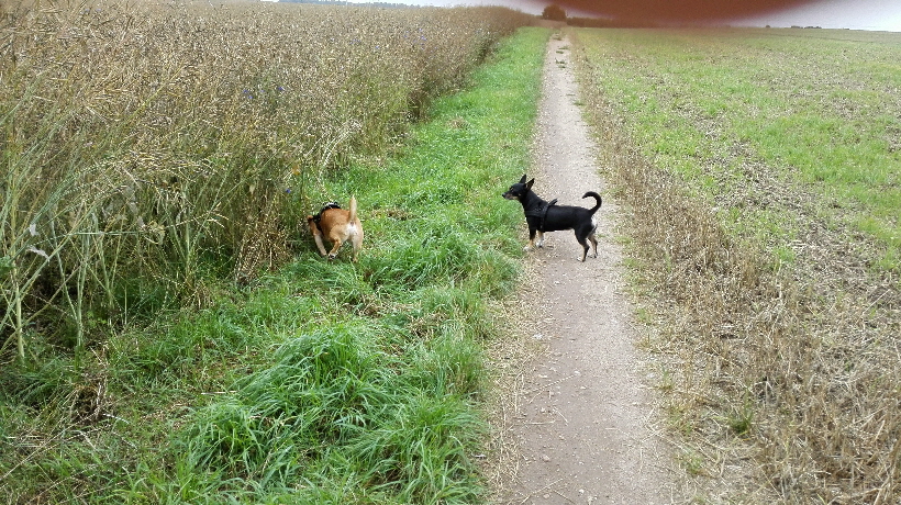 Ob es hier Mäuschen gibt?