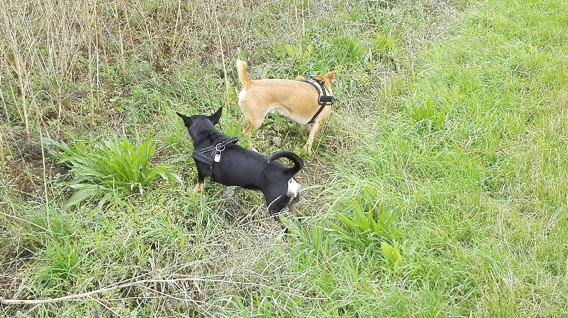 Sommer 2015: Wir sind wieder in Ratzeburg.