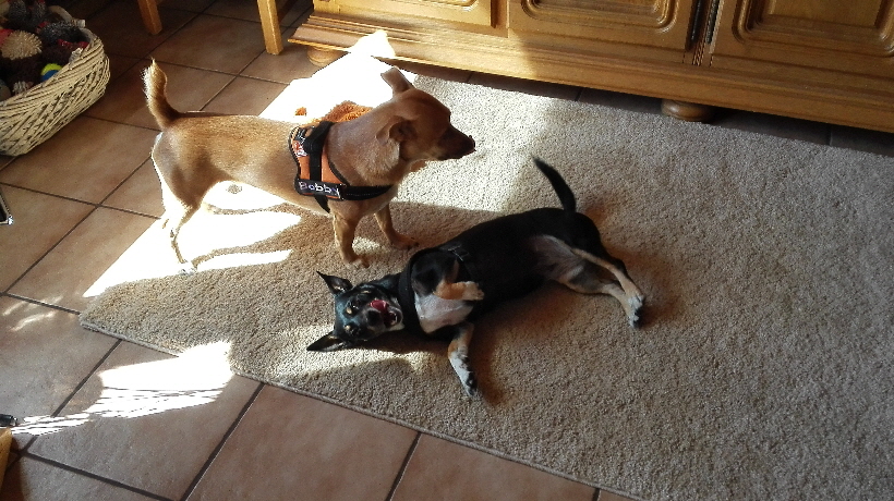 Ich kann dort Bella richtig gut provozieren.