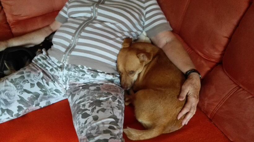 Und dann liegen wir beide gemütlich neben Frauchen.