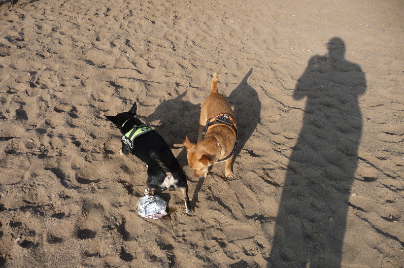 Was liegt denn dort im Sand.