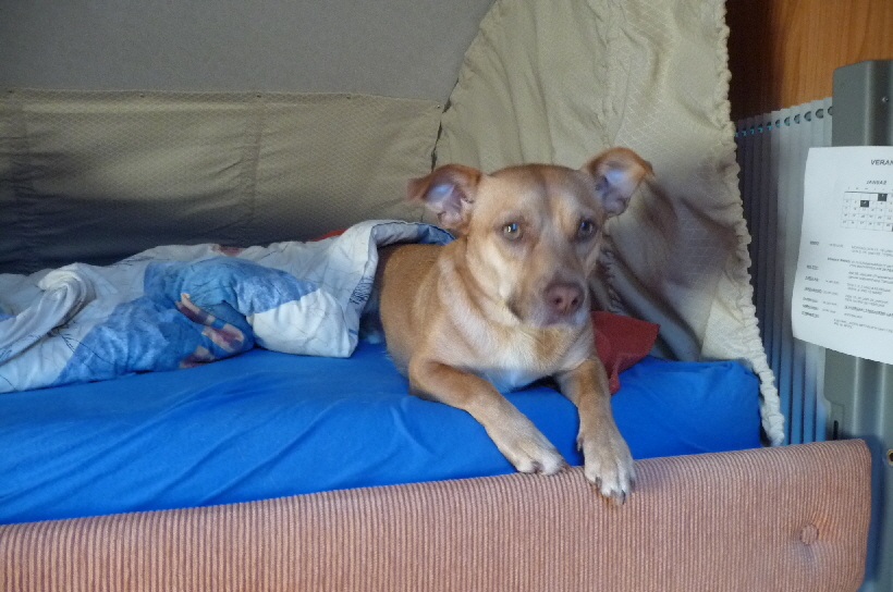 Seit der Wohnwagen nicht mehr da ist, muss ich bei Herrchen im Hubbett schlafen...