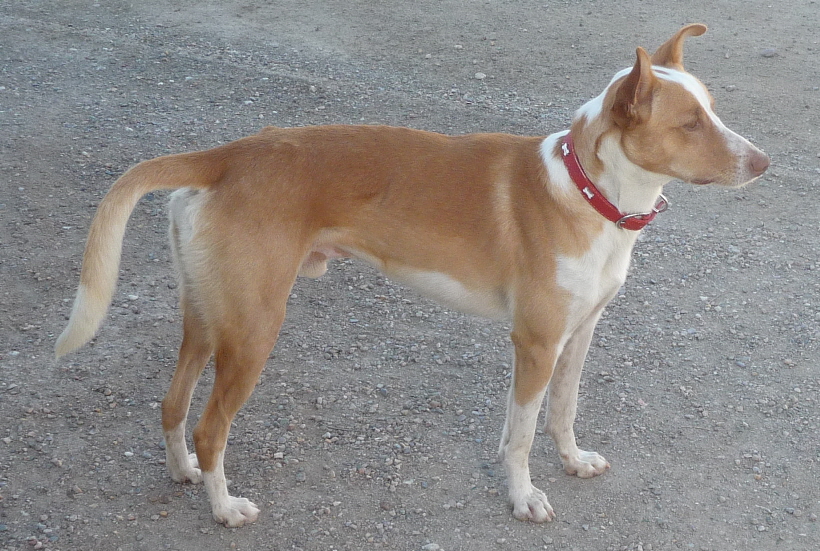 Carlos, der Podenco Andaluz,  er machte mich zu seinem Freund. Was mag mit ihm geschehen sein? Ich hatte sein Schicksal in der Hand, hab es aber nicht geschafft, ihm gerecht zu sein. Ich werde diesen Hund niemals vergessen.